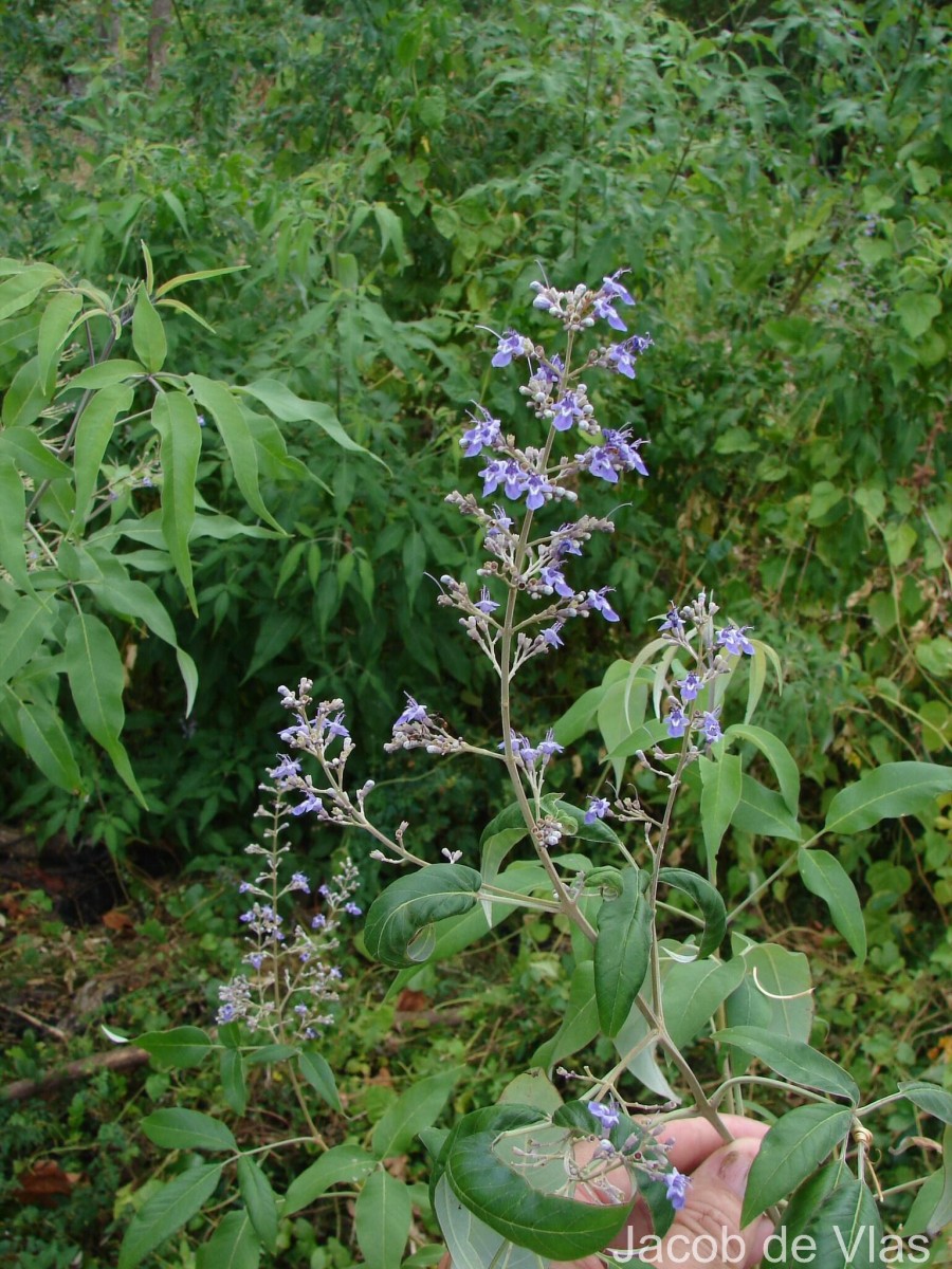 Vitex negundo L.